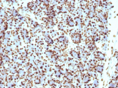 Formalin-fixed, paraffin embedded rat pancreas sections stained with 100 ul anti-Histone H1 (clone HH1/957) at 1:50. HIER epitope retrieval prior to staining was performed in 10mM Citrate, pH 6.0.